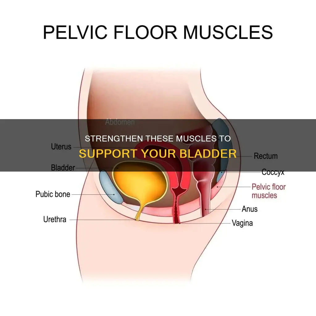what muscles support the bladder