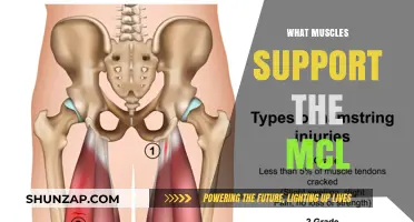 Understanding the Muscles Supporting the MCL