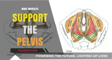 Pelvis Power: Understanding Core Muscles