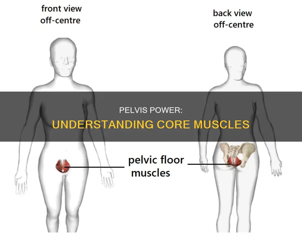 what muscles support the pelvis