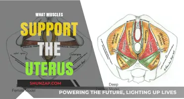 Uterine Support: Muscles That Keep the Uterus in Place