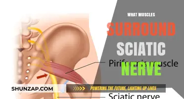 Sciatic Nerve: Which Muscles Surround It?