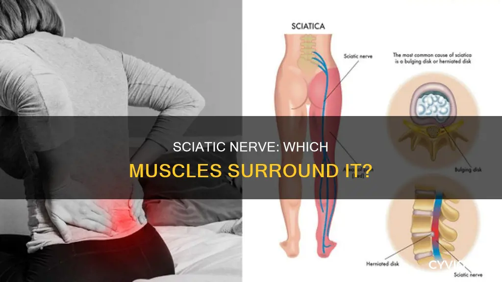 what muscles surround sciatic nerve