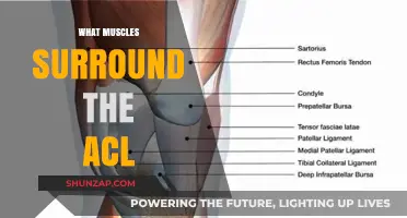 Surrounding the ACL: Muscles and Their Roles
