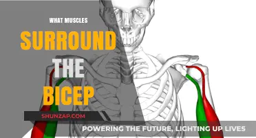 The Muscles Around Your Biceps: A Comprehensive Guide