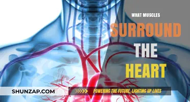 The Heart's Muscular Surroundings