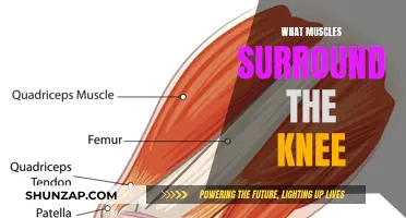 Understanding Knee Support: Exploring Surrounding Muscles