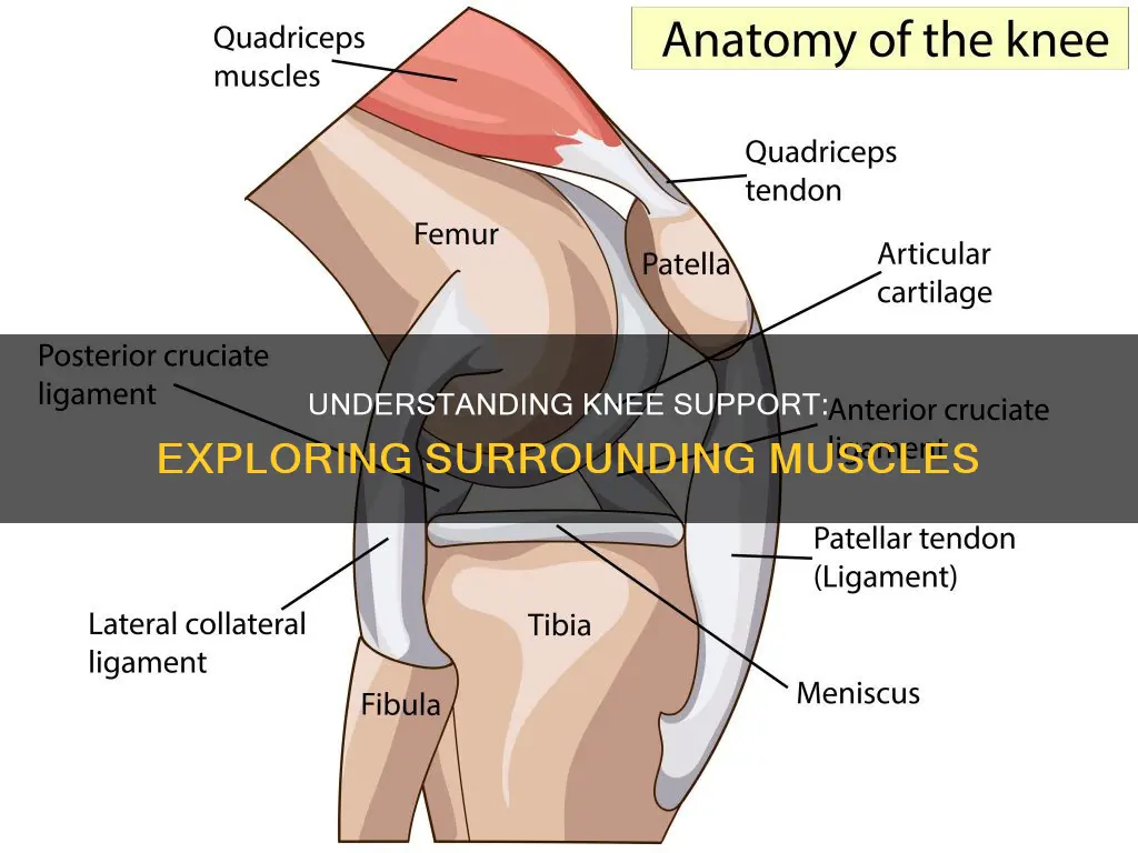 what muscles surround the knee