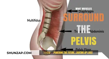 Pelvis Support: Muscles for Stability and Movement