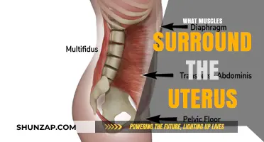 Exploring the Muscular Network Around the Uterus