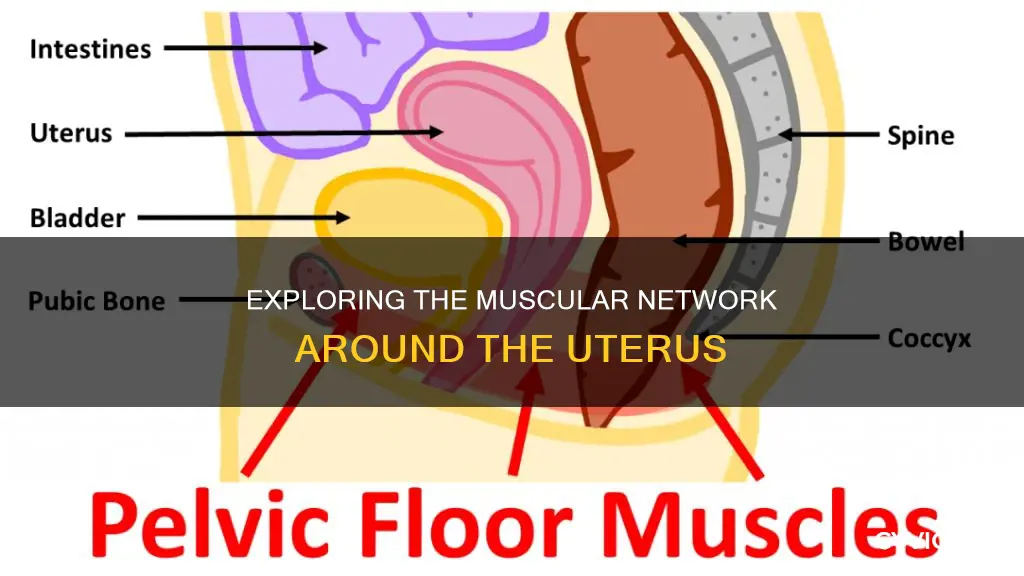 what muscles surround the uterus