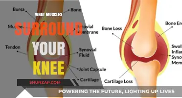 Knee Support: Muscles Protecting Your Knees