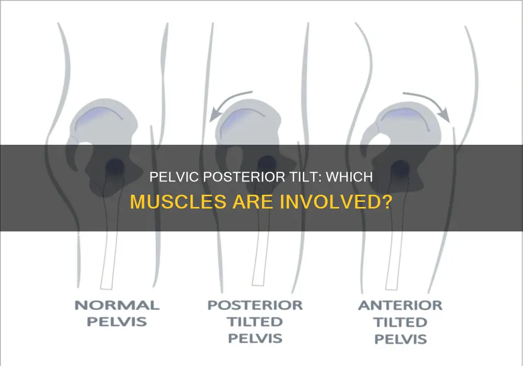 what muscles tilt pelvis posteriorly