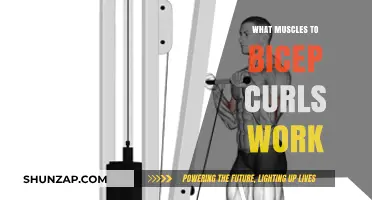 Bicep Curls: Target Muscles and Benefits for Stronger Arms