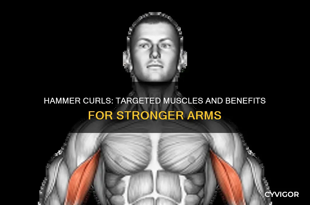 what muscles to hammer curls work