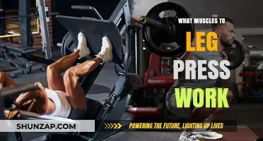 Leg Press Muscles: Targeted Strength Training for Lower Body Power