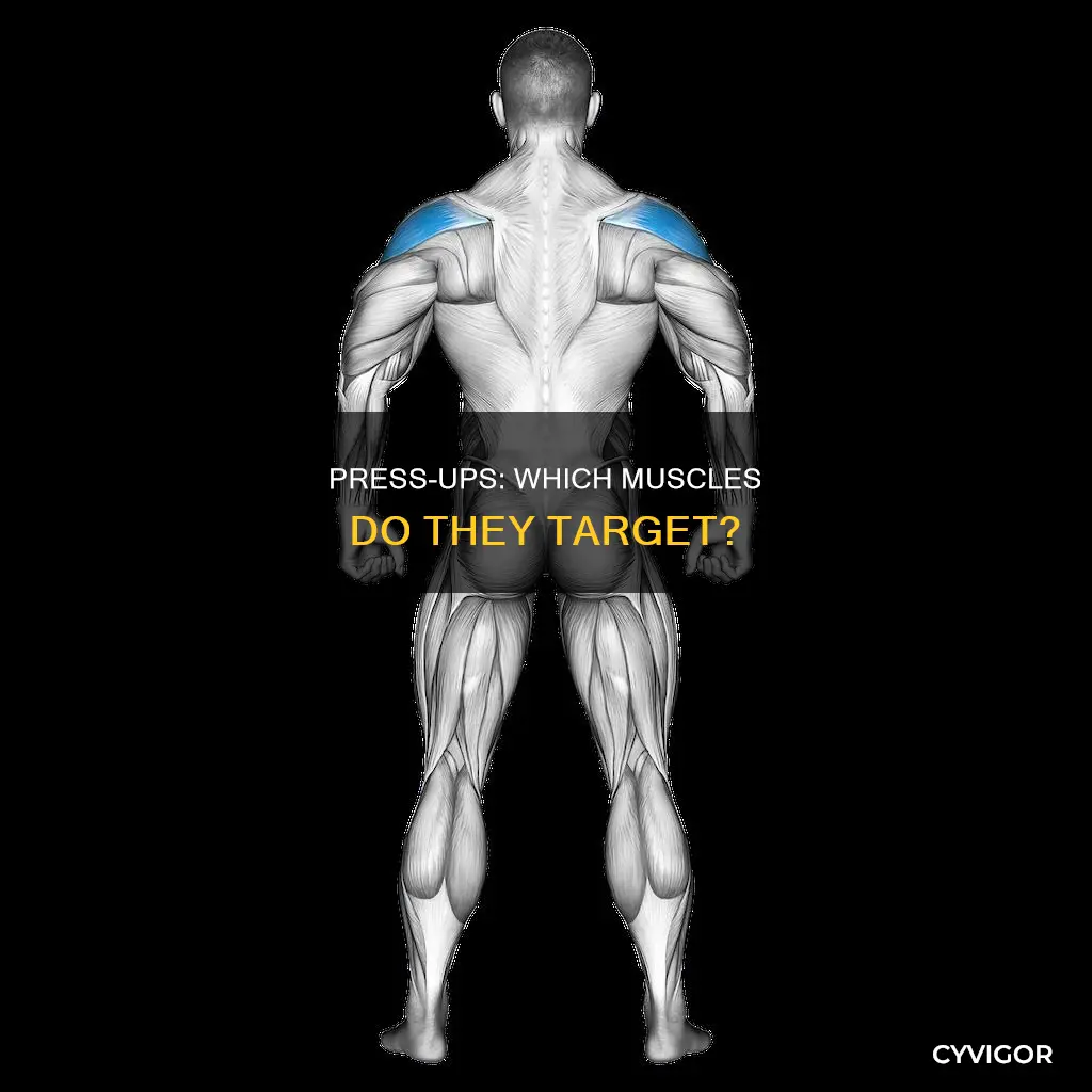 what muscles to pressups tagt