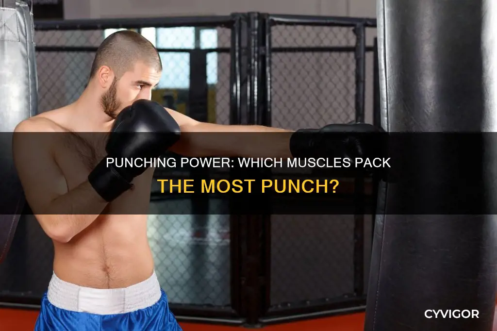 what muscles to punch harder