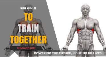 Training Muscles: Grouping for Optimal Results