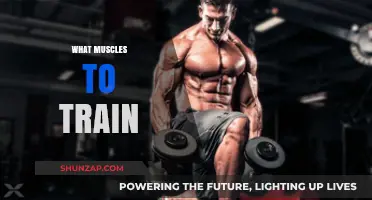 Training Muscles: Targeting the Right Areas