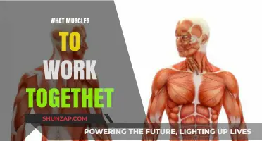 Synergistic Strength: Understanding Muscle Groups That Work Together Effectively