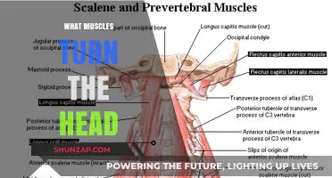 Neck Muscles: Turning Your Head