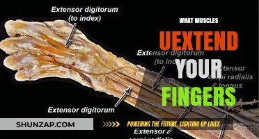 Extensor Tendons: The Key to Finger Movement