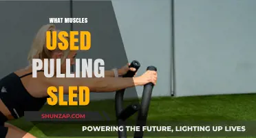 Muscles Engaged in Sled Pulling: A Comprehensive Guide