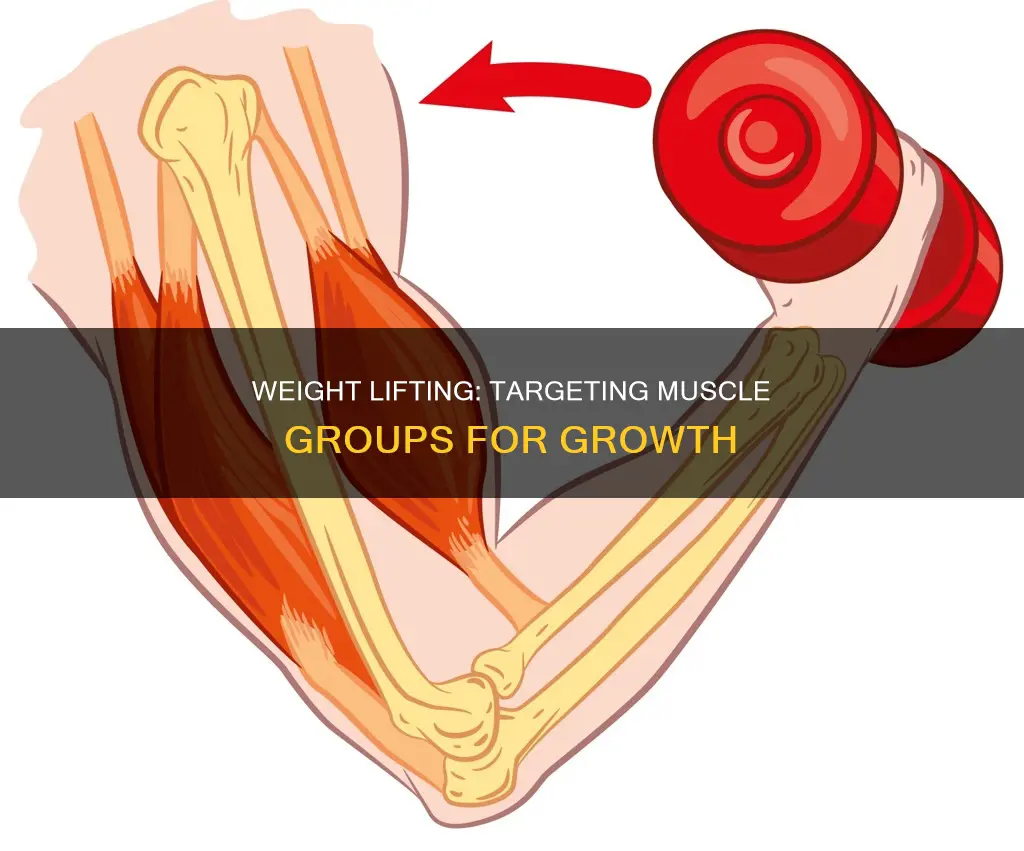 what muscles weight lifting