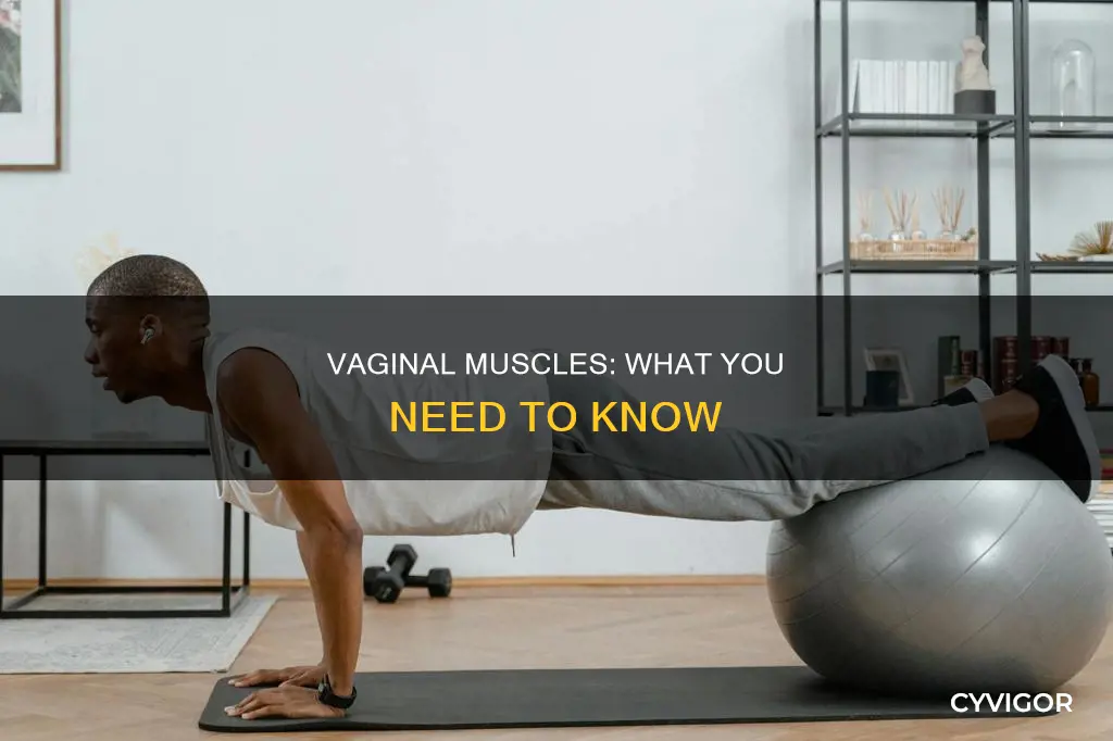 what muscles widen the vigina