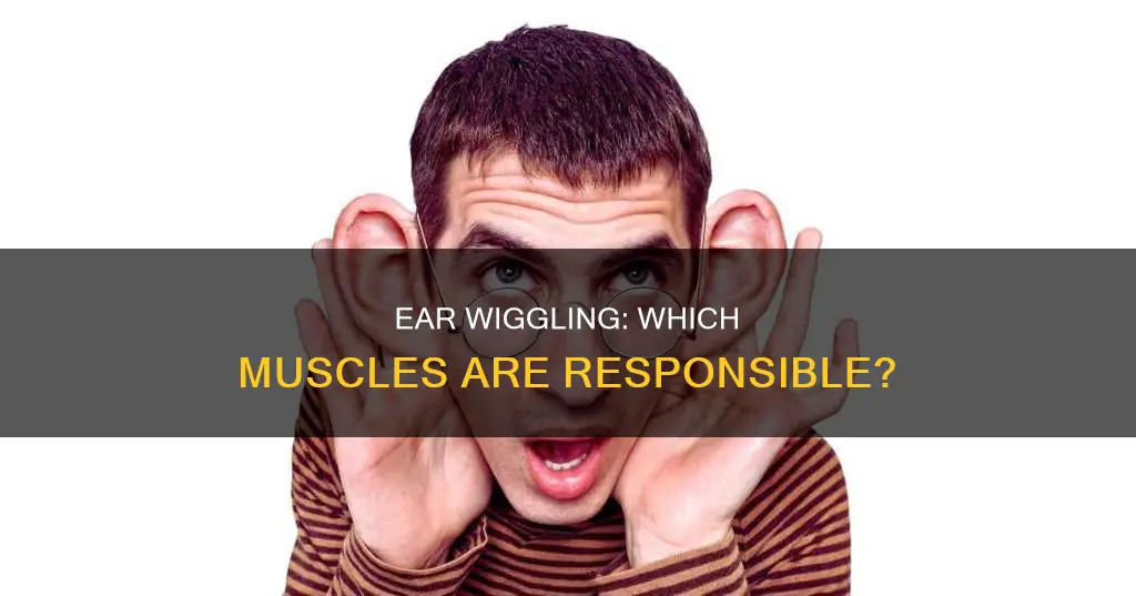 what muscles wiggle your ears