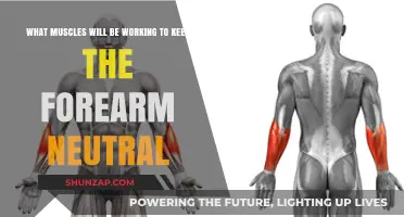 Maintaining Forearm Neutrality: Key Muscles at Work Explained