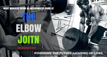 Elbow Joint Antagonistic Pairs: Muscles Working in Harmony