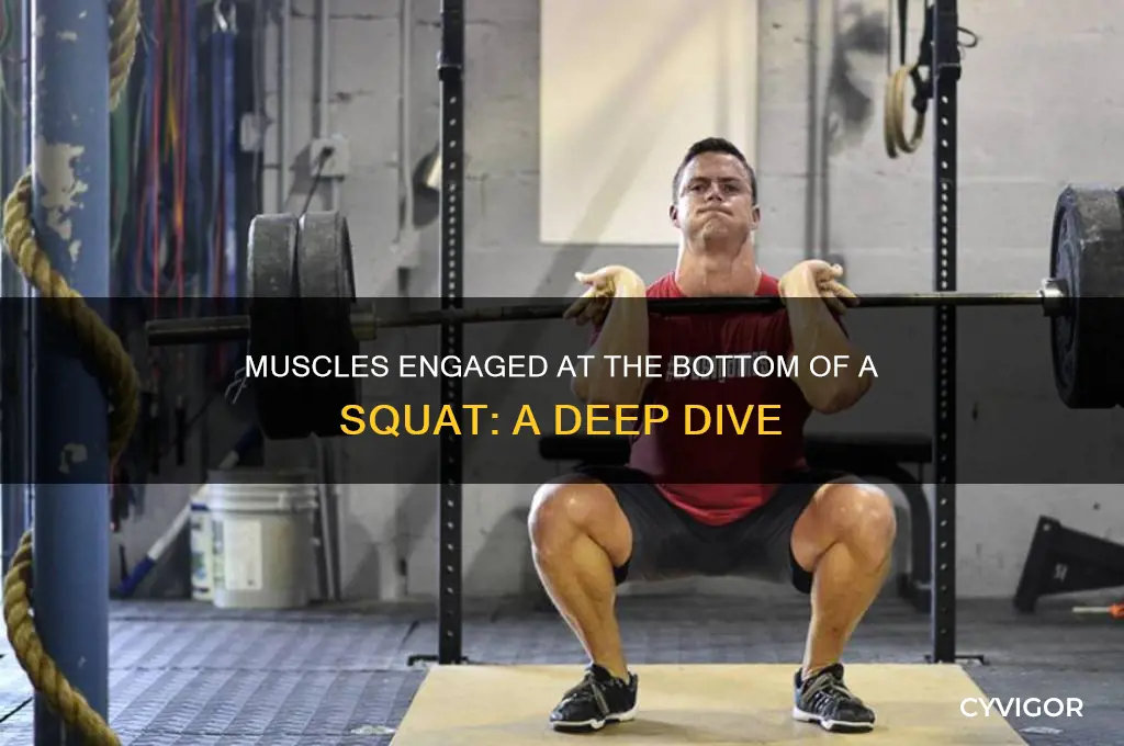 what muscles work at the bottom of a squat
