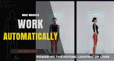 Unconscious Strength: Exploring Muscles That Work Automatically in Your Body