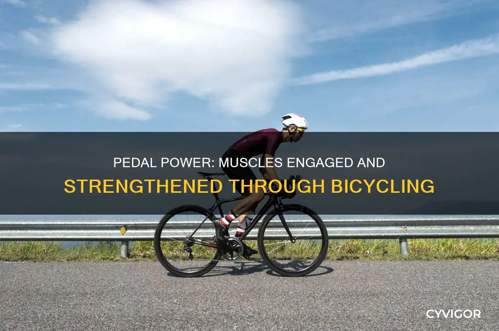 what muscles work bicycling