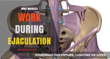 Muscles Involved in Ejaculation: Understanding the Pelvic Floor Dynamics