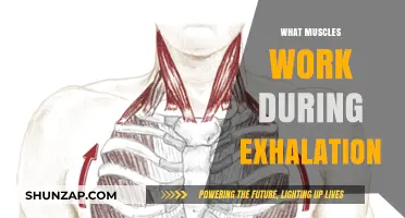 Exhalation Muscles: Unveiling the Key Players in Breathing Out