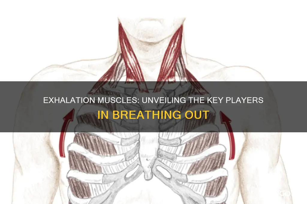 what muscles work during exhalation