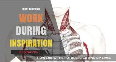 Muscles Driving Inspiration: Unveiling the Key Players in Breathing