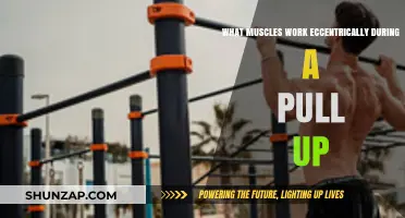 Muscles Engaged in Eccentric Pull-Up Movements: A Detailed Breakdown