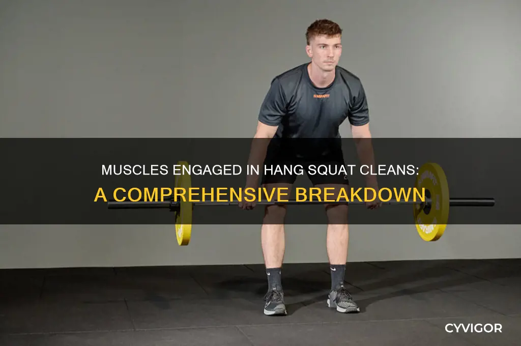 what muscles work for a hang squat cleans