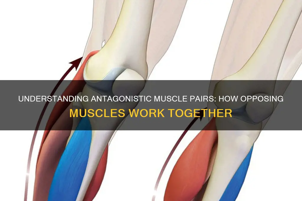 what muscles work in antagonistic pairs