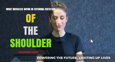 Muscles Driving Shoulder External Rotation: Anatomy and Function Explained