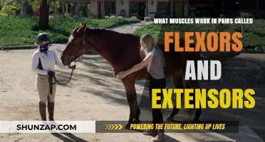 Flexors and Extensors: How Muscle Pairs Work Together for Movement