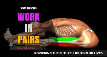 Muscles Working in Pairs: Understanding Agonists and Antagonists
