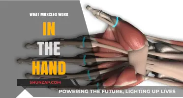 Understanding the Muscles That Power Hand Movements and Functions