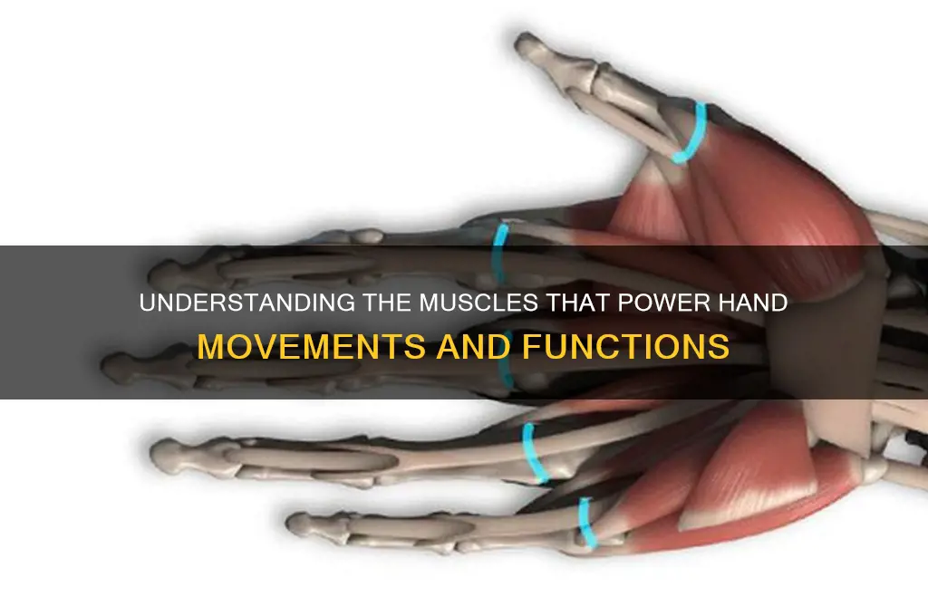 what muscles work in the hand
