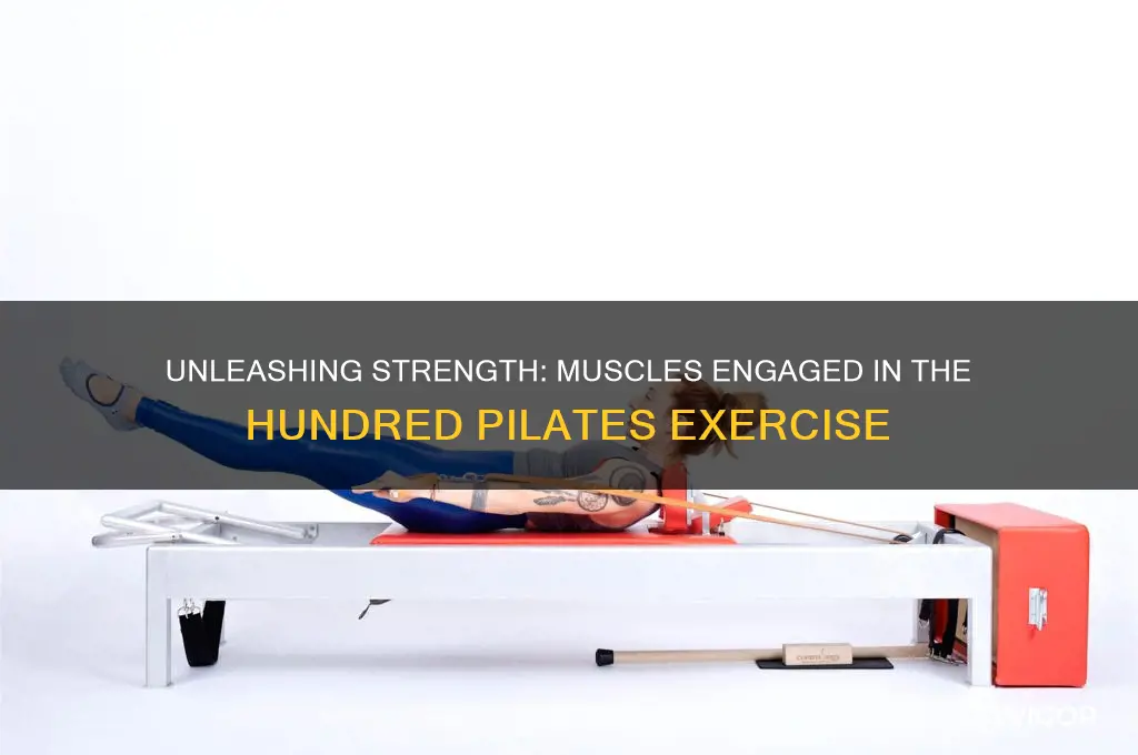 what muscles work in the hunderd