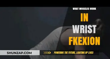 Wrist Flexion Muscles: Understanding Key Players in Forearm Movement
